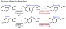 Dopamin ve Serotonin Özellikleri ve Faydaları Nelerdir?