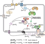 Serotonin Nedir? Özellikleri ve Faydaları Nelerdir?